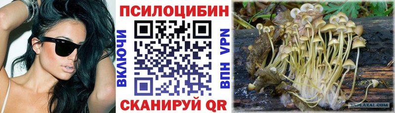 Купить где  Качканар  Псилоцибиновые грибы мицелий 